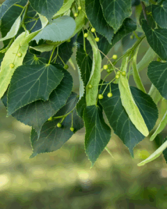 American Basswood Photo
