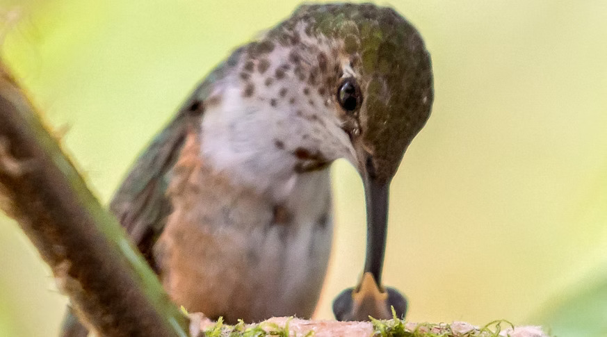 close up of a hummingbird