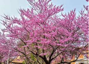 placeholder species image