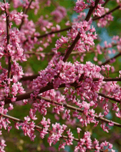 Eastern redbud