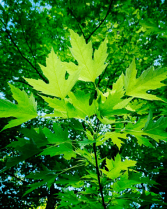 Silver Maple Tree