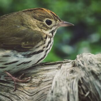 photo of a bird on a log