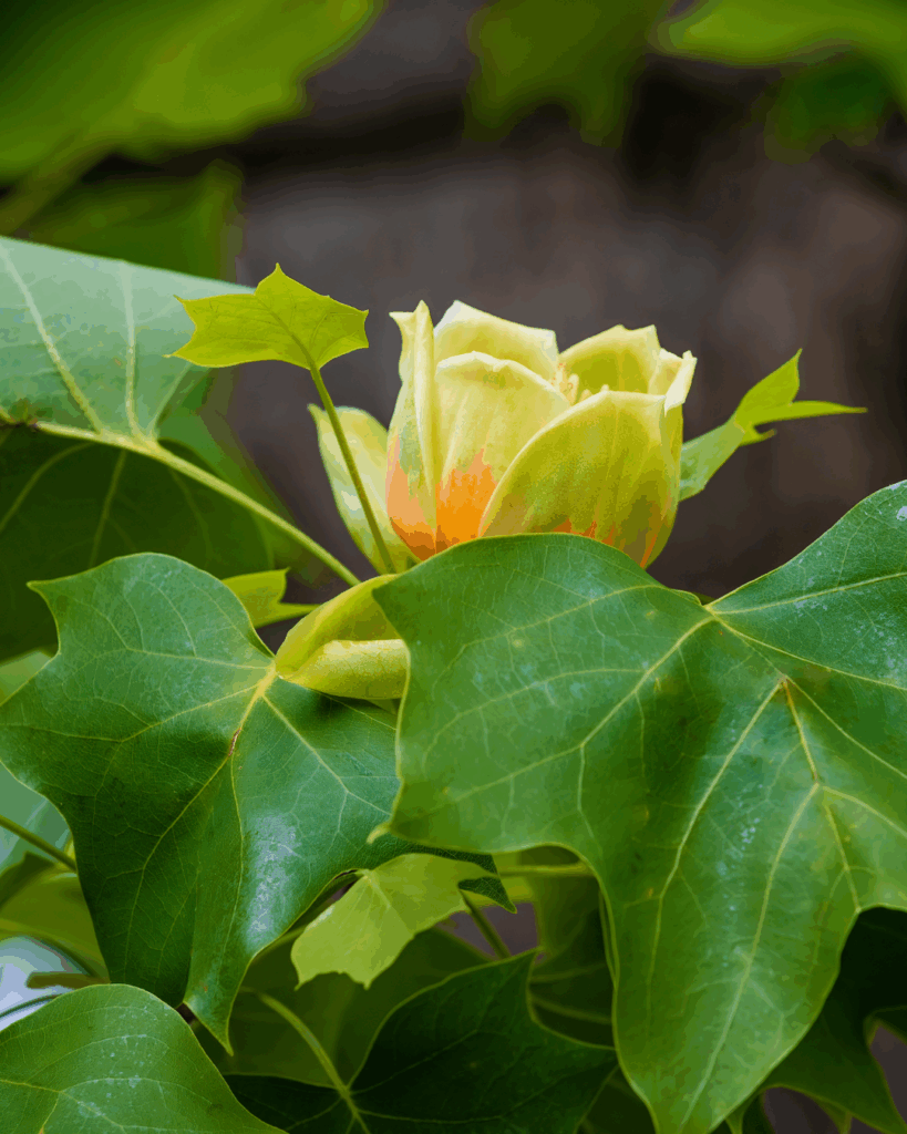 Liriodendron tulipifera​