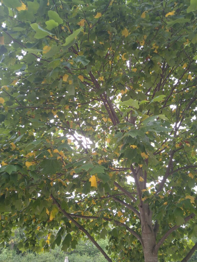 tree with colored leaves